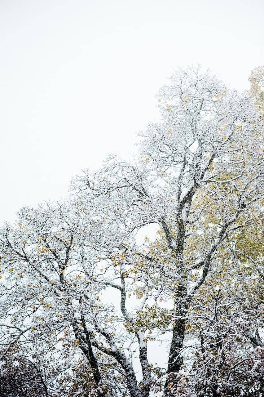 pascale amez fzp41ilk sm unsplash